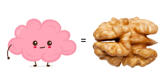 brain.walnut (2).png